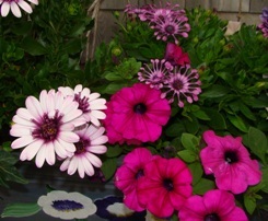 Remerciements famille de Mme Marie-Berthe GAUTHIER LAPIERRE